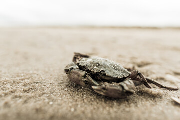Crab in the sand at a beach on Sylt island Germany