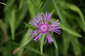 Flockenblumenblüte 416255434 Nahaufnahme