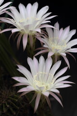 Flowers of cactus are blooming. These petals are white and pale pink.