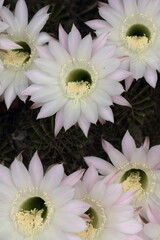 Flowers of cactus are blooming. These petals are white and pale pink.