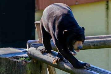 sun bear on a wooden pole