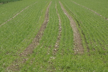 Gerstenfeld Ackerbau Keimling Spurrillen Aussaht 416256886