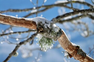 Tree branches covered with fresh snow after a heavy snowfall