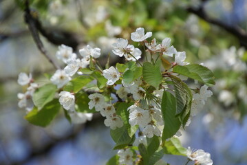 Kirschbaumblüte in der Sonne 416257044
