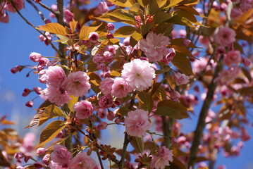 Kirschblüten am Baum Zierkirsche 416257054