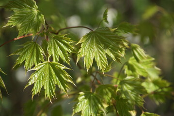 Spitzahornblätter an Ästen