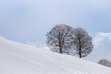 Fototapeta na wymiar Zwei verschneite Bäume auf Hügel bei Sonnenlicht und blauem Himmel am Hang in den Bergen auf der Skipiste, ruhefinden in der Natur 