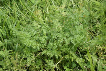 Wilde Möhre im Garten Daucus carota