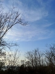 Fototapeta premium trees and sky