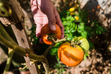 Man's hands harvesting fresh organic tomatoes in his garden