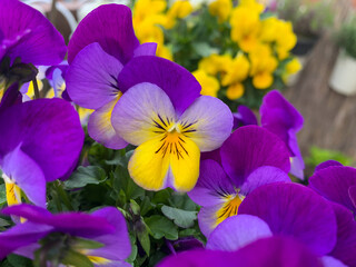 Beautiful blooming viola cornuta purple yellow spring flowers close up, horned violet in the flower pot outdoors