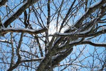 Tree branches in the forest filled with fresh snow after a heavy snowfall. Frozen trees in the forest. 