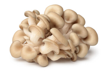Oyster mushrooms