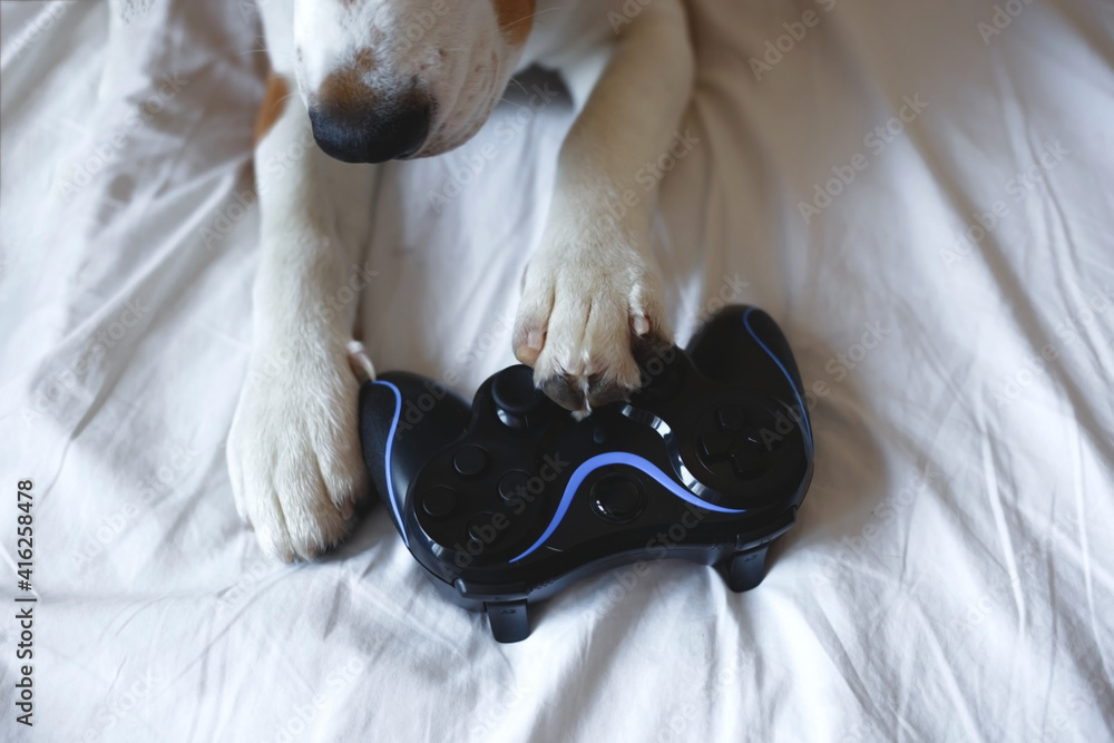 Wall mural dog's paws lie on the game joystick top view