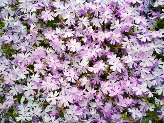 Moss phlox or mountain phlox flowers background. Purple flowers for background.