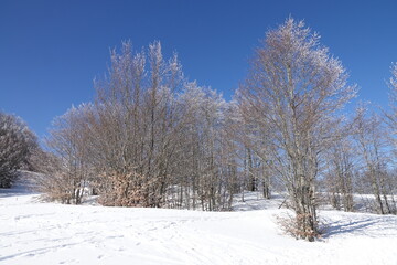 Tree branches covered with fresh snow after a heavy snowfall on the ridge hills of the Tuscan-Emilian Apennines near Ventasso Lake. Ramiseto, Reggio Emilia, Italy