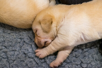 puppy sleeping on the floor