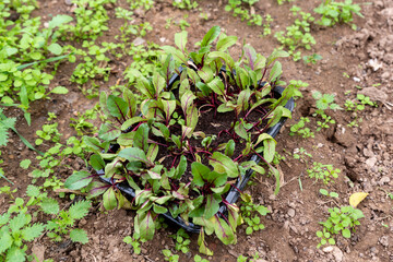 Young green beetroot plants ready for planting