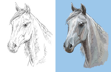 Vector illustration portrait of beautiful arabian horse