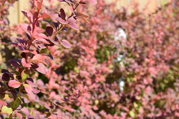 Pink flowers in spring