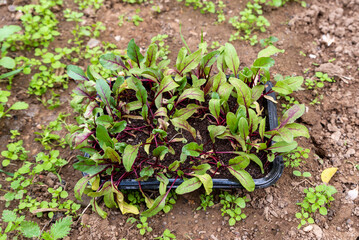 Young green beetroot plants ready for planting