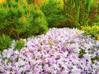 Moss phlox or mountain phlox flowers background. Purple flowers for background.