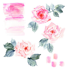 Hand drawn watercolor rose flowers, leaves and branches, pink stains