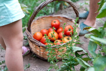 Little girl picking ripe tomatoes from vegetable garden