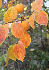 persimmon fruit on tree