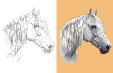 Vector illustration portrait of beautiful gray horse