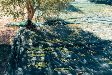 Olives on the net during harvest time.
