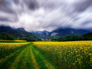 The beautiful tulip valley of Switzerland