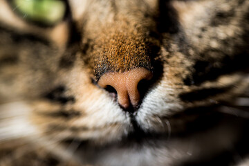 Snout of tabby cat, nose close-up. green eyes