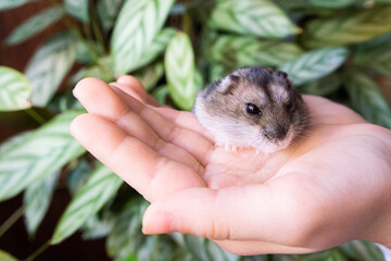 hamster in hand on a background of green plants
