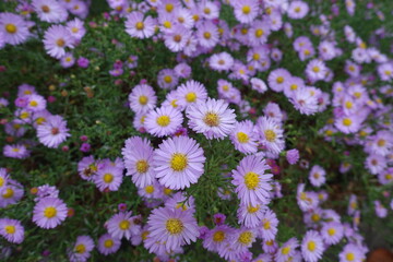 Daisy like pink flowers of Michaelmas daisies in October