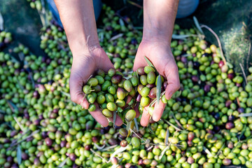 Naklejka na ściany i meble Woman keeps in her hands some of harvested fresh olives in a field, top view