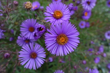 Obraz premium Dark purple flowers of New England aster in October