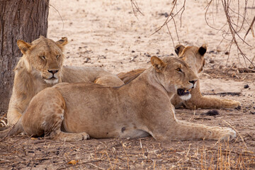 lioness 