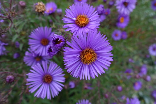 Dark purple flowers of New England aster in October
