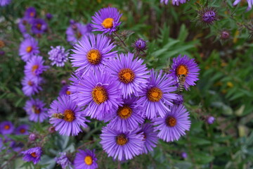 Florescence of New England aster in October
