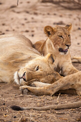 Obraz na płótnie Canvas lion and lioness resting in the wild