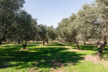 Traditional plantation of olive trees, Greece