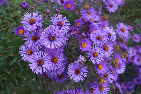 Dozens of purple flowers of New England aster in October