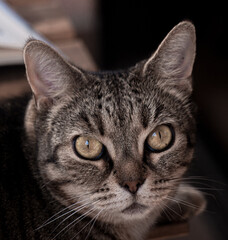 portrait of a cat looking a the camera