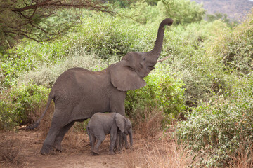 african elephants in the wild