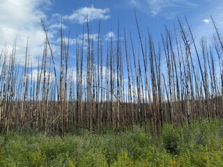 Obraz premium fire-damaged trees somewhere on the Highway Yukon 1, Canada, September