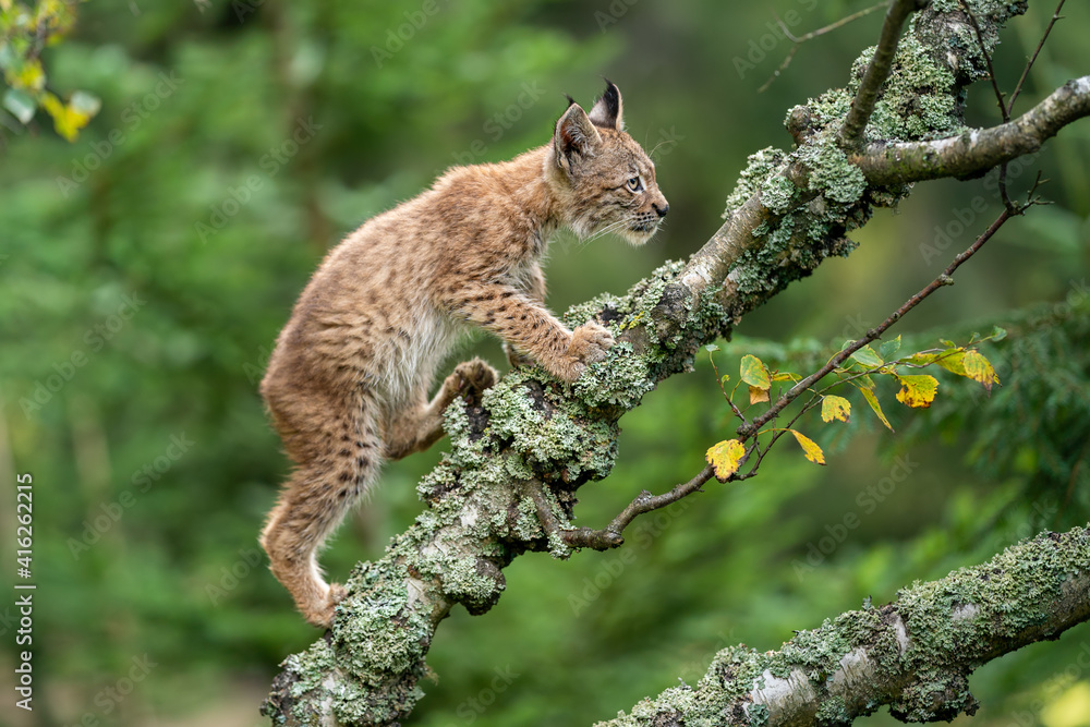 Wall mural a small lynx cub crawling on the branches of a fallen lichen-covered tree.