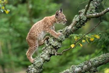 Fotobehang A small lynx cub crawling on the branches of a fallen lichen-covered tree. © Stanislav Duben