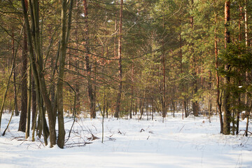 Naklejka premium leśna zimowa ścieżka