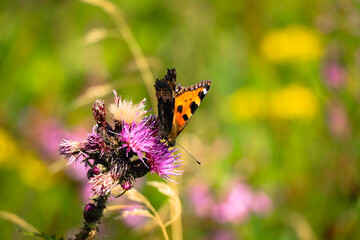 magical Vanessa cardui flies around brownray knapweed where she gets a snack and energy for the whole day. Detail of a black and orange painted lady sitting on meadow of flowers. Wildlife conservation